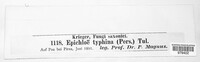 Epichloe typhina image